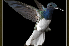 Florisuga mellivora