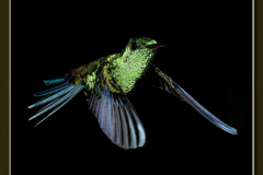 Chlorostilbon mellisugus