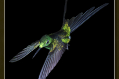 Heliodoxa imperatrix