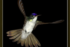Heliothryx barroti
