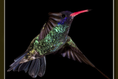Hylocharis grayi (Blue-headed Sapphire)
