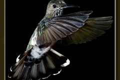 Florisuga mellivora