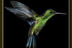 Chlorostilbon mellisugus